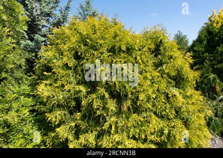 Thuja occidentalis, American Arborvitae, jaune d'or, Evergreen, arbre, Jardin, cultivar Thuja occidentalis 'globosa Aurea' Banque D'Images