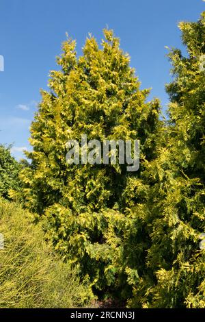 Thuja occidentalis, Arborvitae américain, jaune d'or, variété Thuja occidentalis 'Malonyana Aurea' Banque D'Images