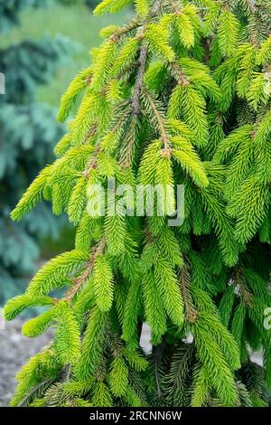 Picea abies, pleuvoir, épinette Picea abies 'Gold Driftt', épinette de Norvège Banque D'Images