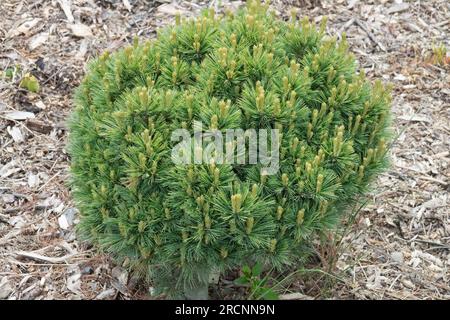 Nain, Pinus strobus 'Mary Sweeny' à croissance lente, pin low Compact Tree cultivar conifer Eastern White Pine Weymouth Pined Small Specimen Spring Banque D'Images