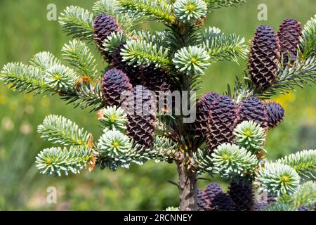 Cônes de sapin coréen Abies koreana 'Blue Maco' Banque D'Images