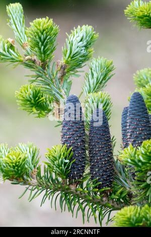 Sapin coréen Abies koreana 'Lippetal' Banque D'Images