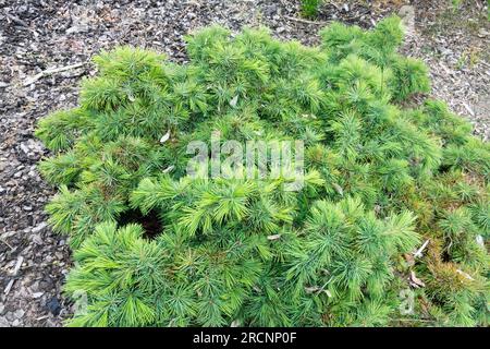 Cèdre du Liban, Cedrus libani 'Hedgehog' Banque D'Images