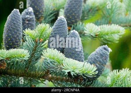 Sapin baumier, cônes, Abies balsamea 'Ange bleu' Banque D'Images