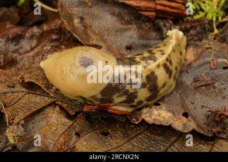 Gros plan naturel sur une grande limace de banane du Pacifique tachetée brune, Ariolimax columbianus assis sur le sol de la forêt Banque D'Images