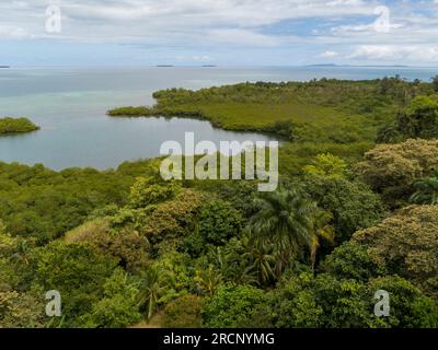 Forêt tropicale à Bastimentos Island, Bocas del Toro, Panama - stock photo Banque D'Images