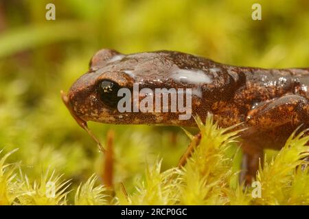 Gros plan sur une salamandre Ensatina eschscholtzii de Californie, forme intermédiaire, sécrétant une sécrétion laiteuse anti-prédateur des glandes sur sa tête Banque D'Images