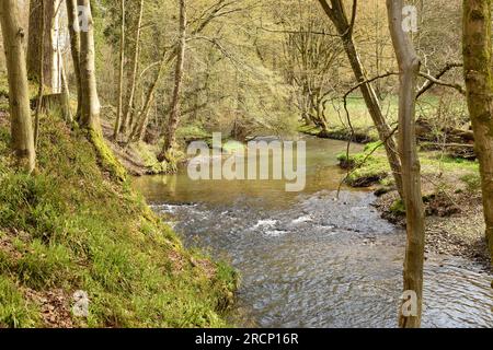 Ruisseau de montagne coulant entre forêt et prairie au début du printemps. Bergisches Land, Rhénanie du Nord-Westphalie, Allemagne. Banque D'Images