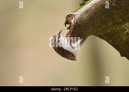 L'ourson eurasien recherche de larves et d'insectes dans le creux d'une branche cassée. Bergisches Land, Rhénanie du Nord-Westphalie, Allemagne. Banque D'Images