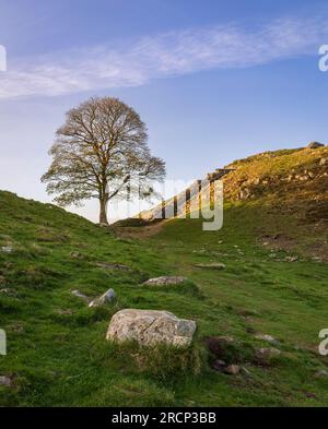 L'arbre de Sycamore à Sycamore écart mur d'Hadrien Northumberland nord-ouest de l'Angleterre Royaume-Uni Banque D'Images