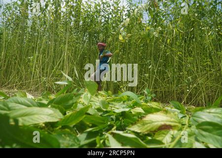 Naogaon, Bangladesh. 16 juillet 2023. Un agriculteur récolte des tiges de jute dans un champ à la périphérie du village de Jahan pur, dans le district de Naogaon. (Image de crédit : © MD Mehedi Hasan/ZUMA Press Wire) USAGE ÉDITORIAL SEULEMENT! Non destiné à UN USAGE commercial ! Banque D'Images