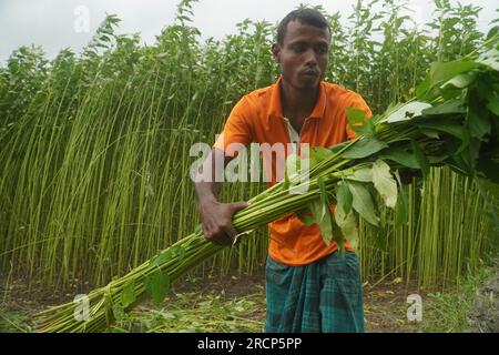 Naogaon, Bangladesh. 16 juillet 2023. Un agriculteur transporte des paquets de plantes de jute provenant d'un champ à la périphérie du village de Jahan pur, dans le district de Naogaon. (Image de crédit : © MD Mehedi Hasan/ZUMA Press Wire) USAGE ÉDITORIAL SEULEMENT! Non destiné à UN USAGE commercial ! Banque D'Images