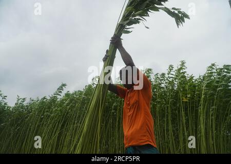 Naogaon, Bangladesh. 16 juillet 2023. Un agriculteur récolte des tiges de jute dans un champ à la périphérie du village de Jahan pur, dans le district de Naogaon. (Image de crédit : © MD Mehedi Hasan/ZUMA Press Wire) USAGE ÉDITORIAL SEULEMENT! Non destiné à UN USAGE commercial ! Banque D'Images