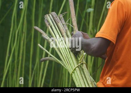 Naogaon, Bangladesh. 16 juillet 2023. Un agriculteur récolte des tiges de jute dans un champ à la périphérie du village de Jahan pur, dans le district de Naogaon. (Image de crédit : © MD Mehedi Hasan/ZUMA Press Wire) USAGE ÉDITORIAL SEULEMENT! Non destiné à UN USAGE commercial ! Banque D'Images