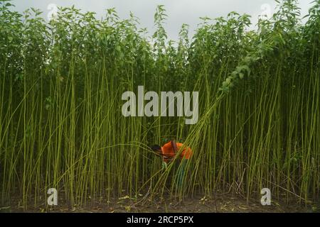 Naogaon, Bangladesh. 16 juillet 2023. Un agriculteur récolte des tiges de jute dans un champ à la périphérie du village de Jahan pur, dans le district de Naogaon. (Image de crédit : © MD Mehedi Hasan/ZUMA Press Wire) USAGE ÉDITORIAL SEULEMENT! Non destiné à UN USAGE commercial ! Banque D'Images