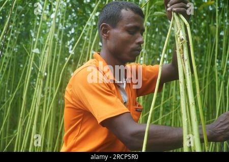 Naogaon, Bangladesh. 16 juillet 2023. Un agriculteur récolte des tiges de jute dans un champ à la périphérie du village de Jahan pur, dans le district de Naogaon. (Image de crédit : © MD Mehedi Hasan/ZUMA Press Wire) USAGE ÉDITORIAL SEULEMENT! Non destiné à UN USAGE commercial ! Banque D'Images