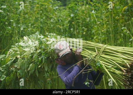 Naogaon, Bangladesh. 16 juillet 2023. Un agriculteur transporte des paquets de plantes de jute d'un champ sur son épaule à la périphérie du village de Jahan pur, dans le district de Naogaon. (Image de crédit : © MD Mehedi Hasan/ZUMA Press Wire) USAGE ÉDITORIAL SEULEMENT! Non destiné à UN USAGE commercial ! Banque D'Images