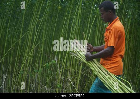 Naogaon, Bangladesh. 16 juillet 2023. Un agriculteur récolte des tiges de jute dans un champ à la périphérie du village de Jahan pur, dans le district de Naogaon. (Image de crédit : © MD Mehedi Hasan/ZUMA Press Wire) USAGE ÉDITORIAL SEULEMENT! Non destiné à UN USAGE commercial ! Banque D'Images