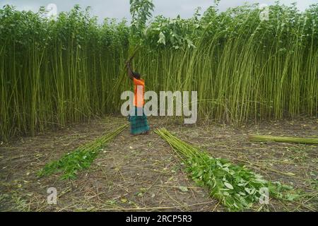 Naogaon, Bangladesh. 16 juillet 2023. Un agriculteur récolte des tiges de jute dans un champ à la périphérie du village de Jahan pur, dans le district de Naogaon. (Image de crédit : © MD Mehedi Hasan/ZUMA Press Wire) USAGE ÉDITORIAL SEULEMENT! Non destiné à UN USAGE commercial ! Banque D'Images