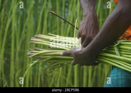 Naogaon, Bangladesh. 16 juillet 2023. Un agriculteur récolte des tiges de jute dans un champ à la périphérie du village de Jahan pur, dans le district de Naogaon. (Image de crédit : © MD Mehedi Hasan/ZUMA Press Wire) USAGE ÉDITORIAL SEULEMENT! Non destiné à UN USAGE commercial ! Banque D'Images