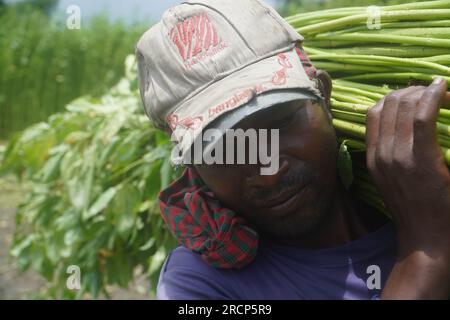 Naogaon, Bangladesh. 16 juillet 2023. Un agriculteur transporte des paquets de plantes de jute d'un champ sur son épaule à la périphérie du village de Jahan pur, dans le district de Naogaon. (Image de crédit : © MD Mehedi Hasan/ZUMA Press Wire) USAGE ÉDITORIAL SEULEMENT! Non destiné à UN USAGE commercial ! Banque D'Images