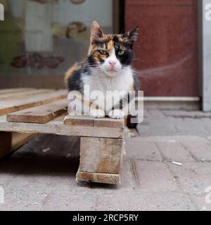 Cat est assis sur une palette dans une rue à Istanbul et regarde de manière menaçante. Turquie Banque D'Images