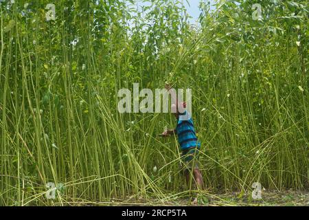 Naogaon, Bangladesh. 16 juillet 2023. Un agriculteur récolte des tiges de jute dans un champ à la périphérie du village de Jahan pur, dans le district de Naogaon. (Image de crédit : © MD Mehedi Hasan/ZUMA Press Wire) USAGE ÉDITORIAL SEULEMENT! Non destiné à UN USAGE commercial ! Banque D'Images