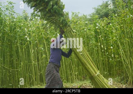 Naogaon, Bangladesh. 16 juillet 2023. Un agriculteur transporte des paquets de plantes de jute provenant d'un champ à la périphérie du village de Jahan pur, dans le district de Naogaon. (Image de crédit : © MD Mehedi Hasan/ZUMA Press Wire) USAGE ÉDITORIAL SEULEMENT! Non destiné à UN USAGE commercial ! Banque D'Images