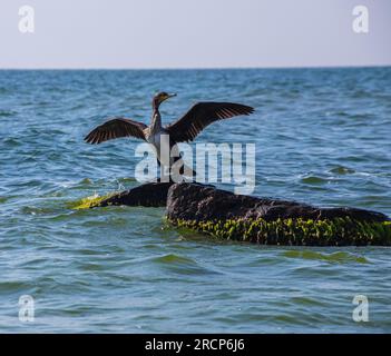 grand cormoran assis sur un rocher dans la mer. Banque D'Images