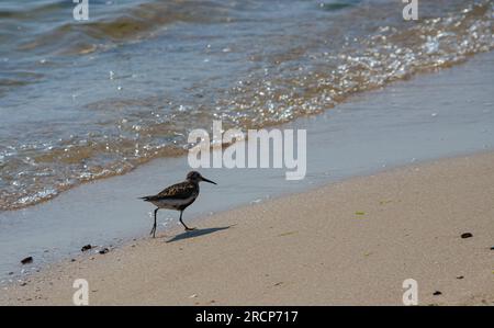 A Dunlin est à pied sur la plage. Également connu sous le nom de Sandpiper à dos rouge. Banque D'Images