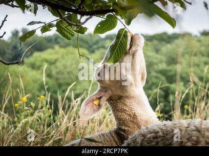 16 juillet 2023, Hesse, Francfort-sur-le-main : un mouton étire son cou pour manger une feuille d'un noyer dans une prairie dans le canton de Bergen. Photo : Frank Rumpenhorst/dpa Banque D'Images