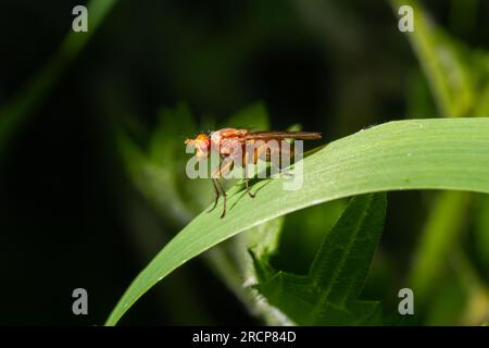 Gros plan sur la mouche jaune ou dorée, Scathophaga stercoraria, assise sur une feuille verte. Banque D'Images