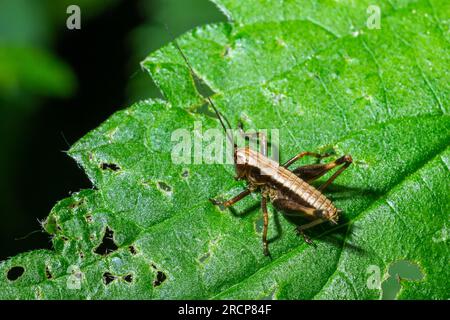 Un Dark Bush-Cricket Pholidoptera griséoaptera perché sur une feuille. Banque D'Images