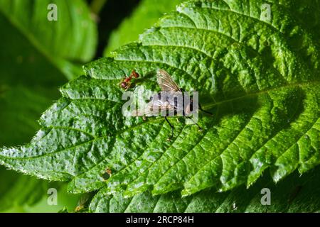 espèce de mouche bleue calliphora vomitoria isolée. Banque D'Images