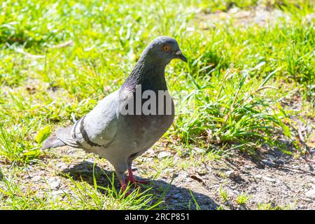 Pigeon sur l'herbe. Volaille et plantes. Pigeon de la ville dans le parc. Un oiseau. Banque D'Images