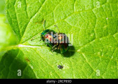 deux coléoptères à feuilles brillantes aux couleurs arc-en-ciel lors de l'accouplement d'insectes, chrysolina fastuosa. Banque D'Images