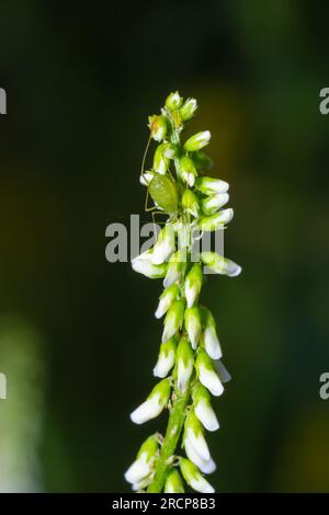 Colonie de puceron de coton également appelé puceron de melon et puceron de coton Aphis gossypii sur une feuille. Banque D'Images