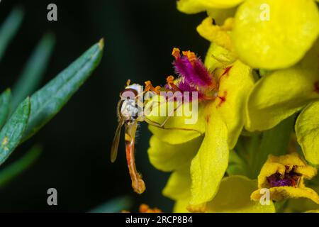 Macro d'un long aéroglisseur Sphaerophoria scripta de la famille des Syrphidae sur une fleur jaune. Banque D'Images