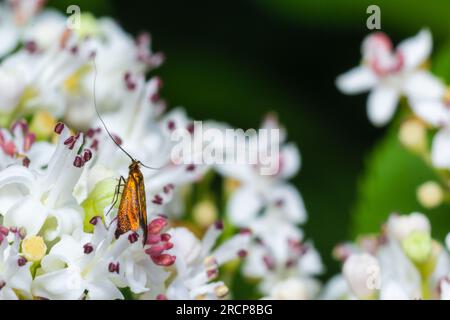 Image rapprochée d'un papillon à longues pattes, Nemophora degeerella sur des fleurs blanches. Banque D'Images