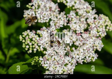 Paranthrene tabaniformis sur les fleurs plus âgées gros plan. Dans l'environnement naturel, près de la forêt en été. Banque D'Images