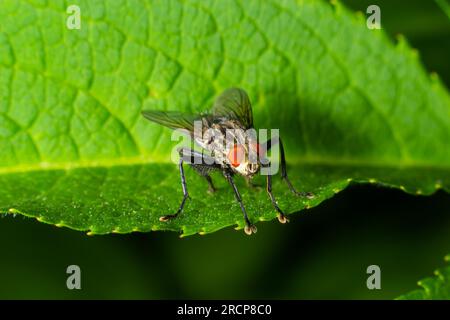 espèce de mouche bleue calliphora vomitoria isolée. Banque D'Images