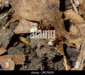 Myrmica ruginodis transportant une grande larve. Un fourmi rouge déplaçant un grub en sécurité dans un nid perturbé. Banque D'Images