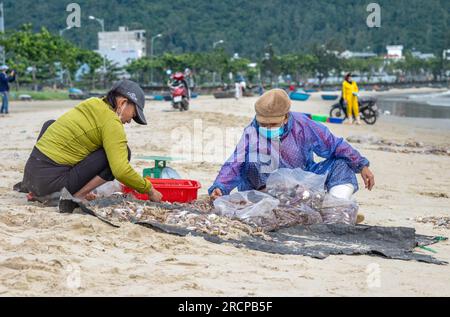 Deux femmes trient des crevettes fraîchement pêchées Three-Spot Swimming Crab et Mantis sur la plage de My Khe, à son Tra, Danang, Vietnam. Banque D'Images