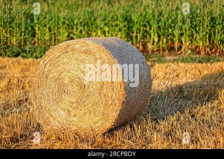 Récolte de bennes de foin dans un paysage de champ doré. Banque D'Images