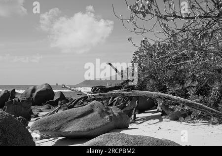 Noir et blanc de rochers et branche pourrie près de la plage, Mahé Seychelles Banque D'Images