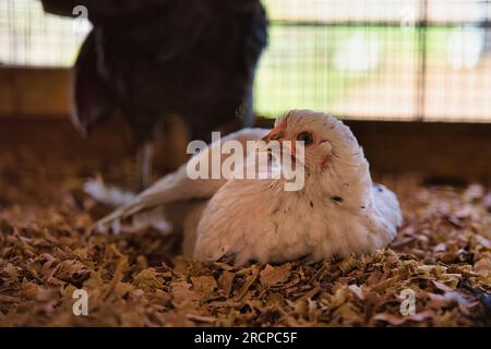 Poulet couché en cage à la ferme, mahé Seychelles Banque D'Images