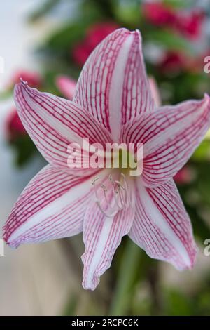 gros plan d'amaryllis veinés à filet en fleurs dans le jardin de la maison, Mahé Seychelles Banque D'Images