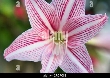 gros plan d'amaryllis veinés à filet en fleurs dans le jardin de la maison, Mahé Seychelles Banque D'Images