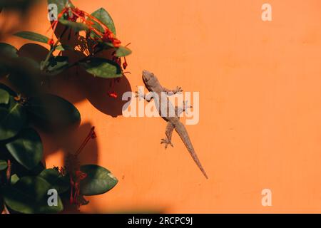 Gros plan de petit lézard sur un mur orange avec des feuilles de plantes vertes. Lézard Gecko marchant sur la clôture de la maison Banque D'Images