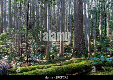 Image remplissant la vue de la forêt épaisse le long du sentier pédestre ou Kumano Kodo chemin de pèlerinage, le Japon et le site du patrimoine de l'UNESCO avec de longs arbres minces et couverture de mousse Banque D'Images